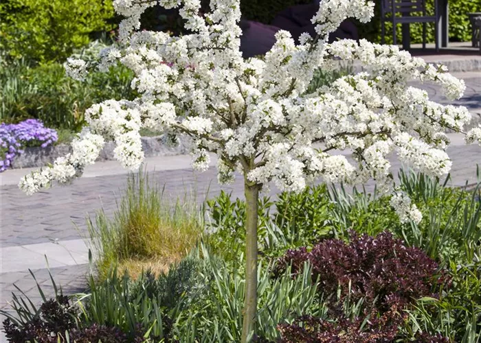 Malus toringo 'Tina' -R-