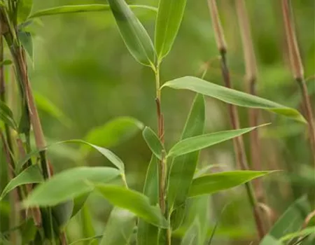 Fargesia murieliae 'Superjumbo' -S-