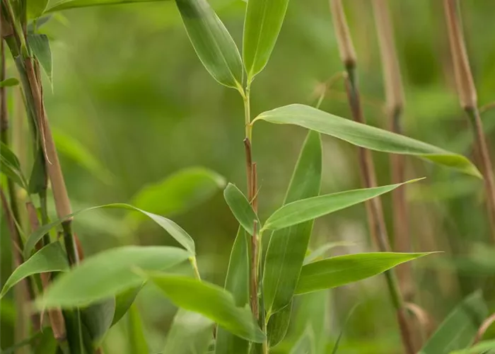 Fargesia murieliae 'Superjumbo' -S-
