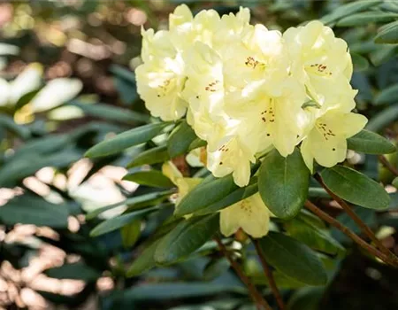 Rhododendron keiskei 'Patty Bee'