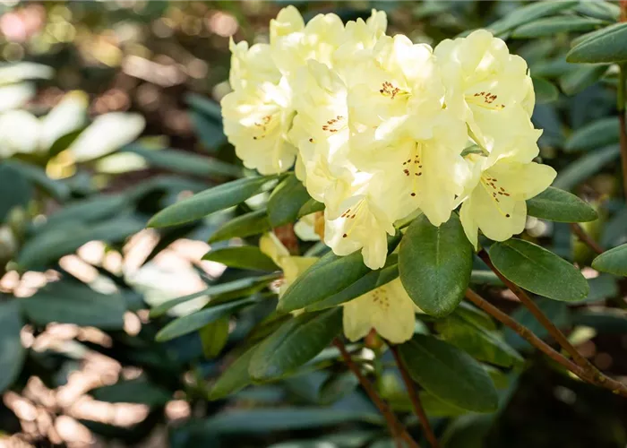 Rhododendron keiskei 'Patty Bee'