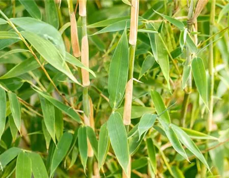 Fargesia murieliae 'Red Zebra' -R-