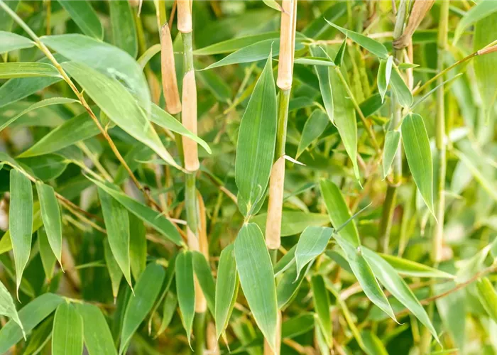 Fargesia murieliae 'Red Zebra' -R-