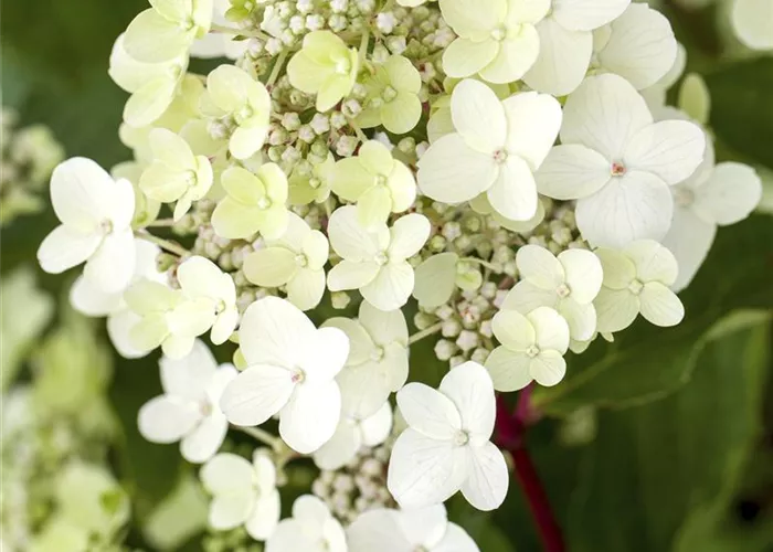 Hydrangea pan. 'Vanille-Fraise' -R-