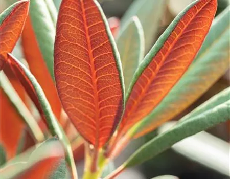 Rhododendron Hybr. 'Wine and Roses' -R-