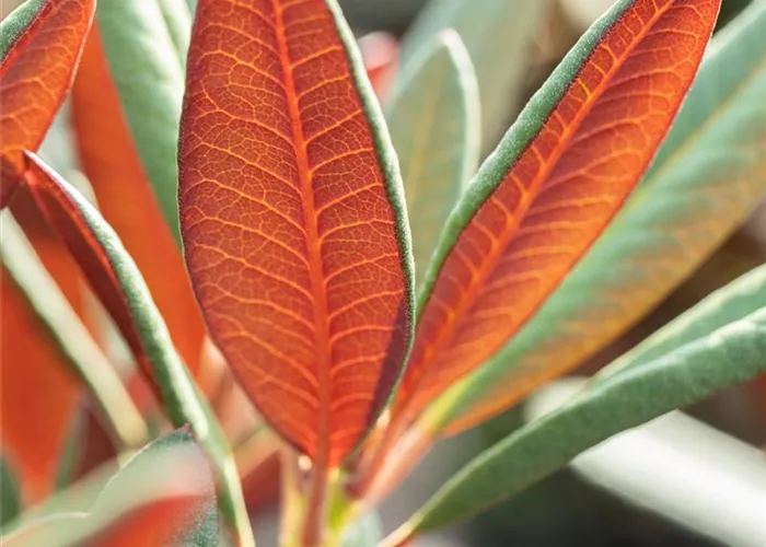 Rhododendron Hybr. 'Wine and Roses' -R-