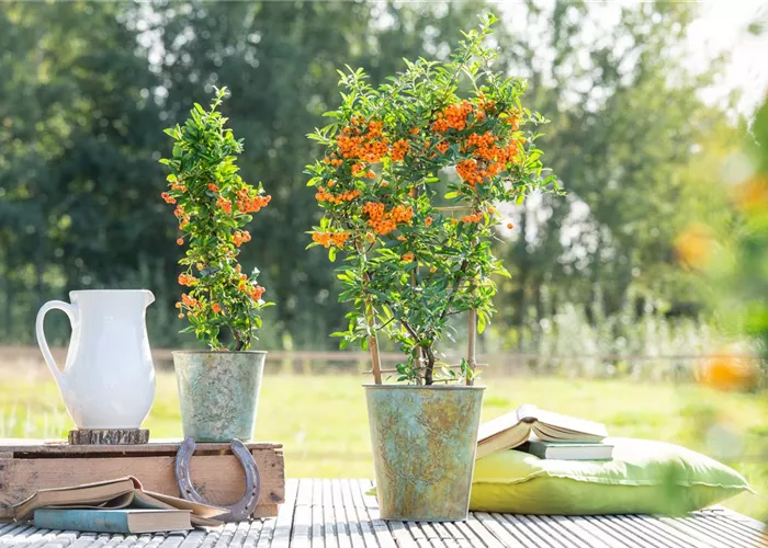 Pyracantha 'Orange Glow'