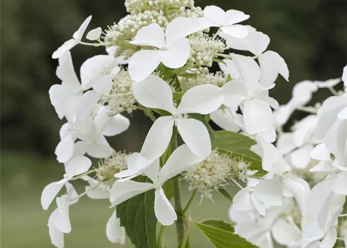 Hydrangea pan. 'Sky Falls' -R-