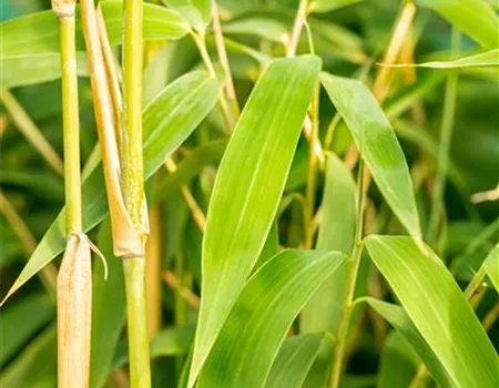 Fargesia murieliae 'Ivory Ibis'