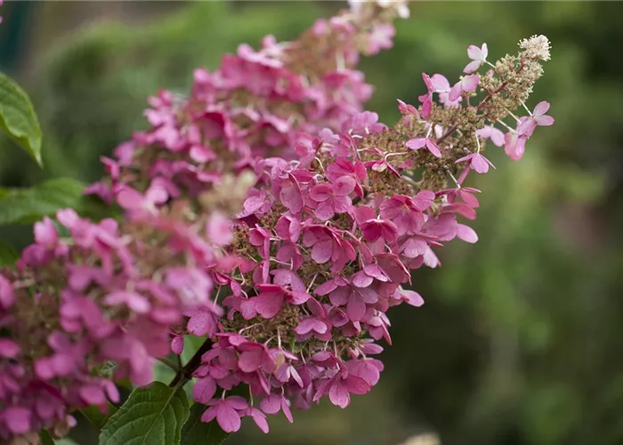 Hydrangea pan. 'Little Quick Fire' -R-