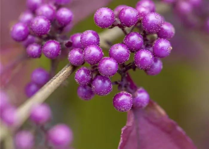 Callicarpa bodinieri 'Profusion'