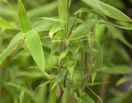Fargesia murieliae 'Deep Forest'