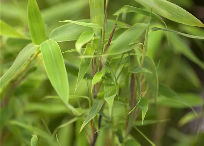 Fargesia murieliae 'Deep Forest'