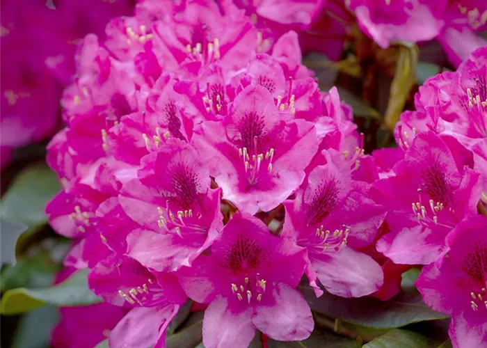 Rhododendron Hybr. 'Nova Zembla' II