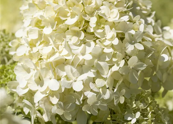 Hydrangea pan. 'Bobo' -R-