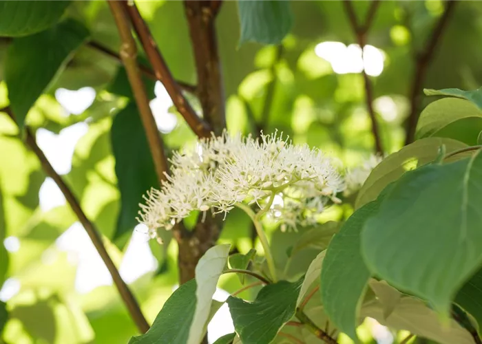 Cornus stolonifera 'Flaviramea'