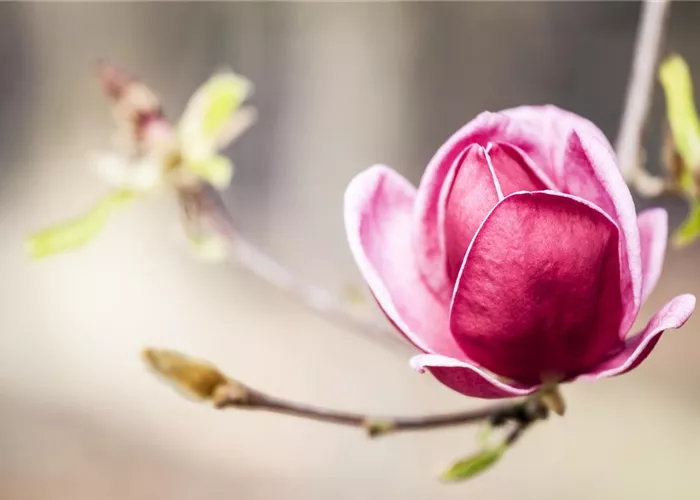 Magnolia soulangiana 'Genie' -R-