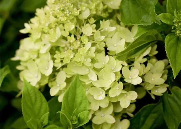 Hydrangea pan. 'Little Lime' -R-
