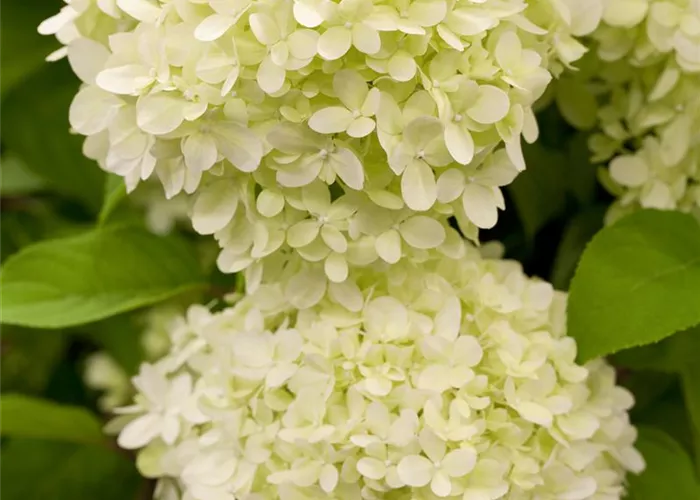 Hydrangea pan. 'Limelight' -S-