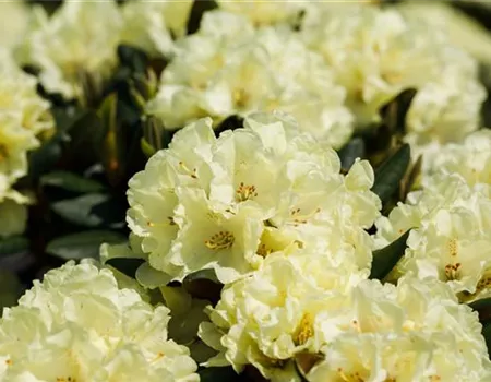 Rhododendron Hybr. 'Goldinetta' -R- IV