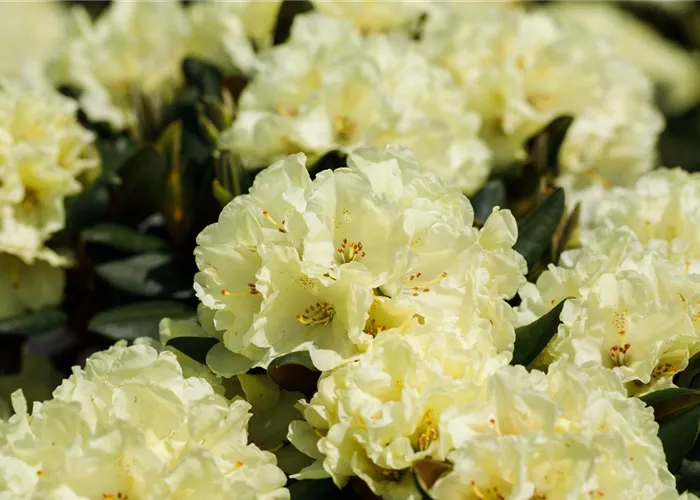 Rhododendron Hybr. 'Goldinetta' -R- IV