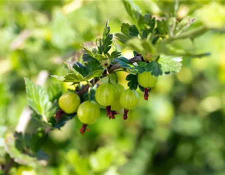 Ribes uva-crispa 'Mucurines' II