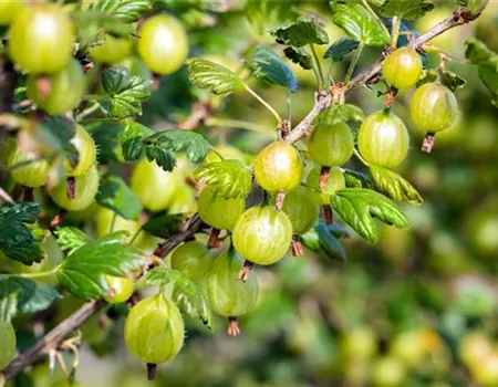 Ribes uva-crispa 'Invicta' II