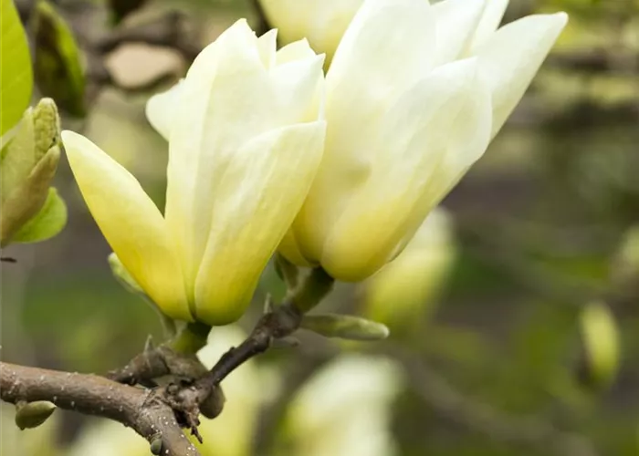 Magnolia brooklynensis 'Yellow River'
