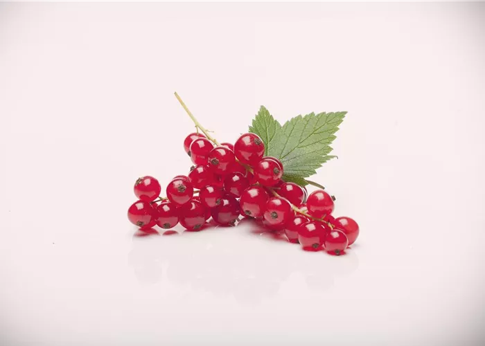 Ribes rubrum 'Rovada' II