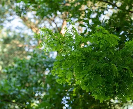 Nadelgehölze einpflanzen und den Garten immergrün gestalten