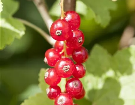 Ribes rubrum 'Jonkheer van Tets' I