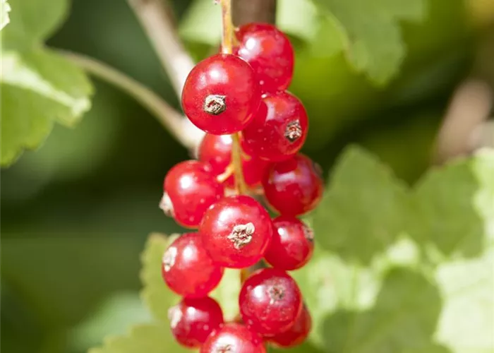 Ribes rubrum 'Jonkheer van Tets' I
