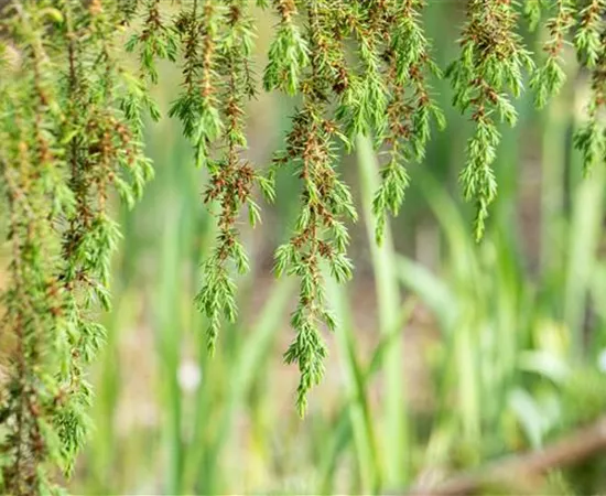 Nadelgehölze pflegen und damit gesund und frisch halten