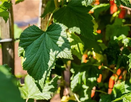 Ribes Jostabeere