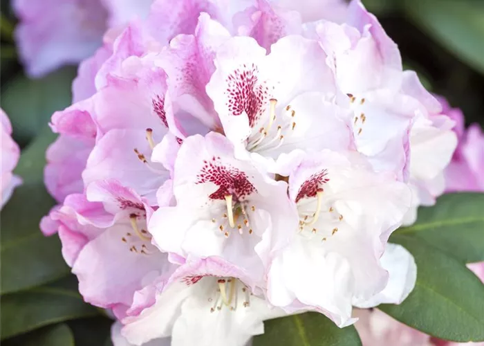 Rhododendron yak. 'Nicoletta' -R- II