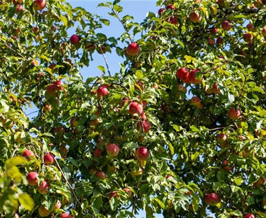 Obstgehölze einpflanzen und einen Naschgarten erschaffen