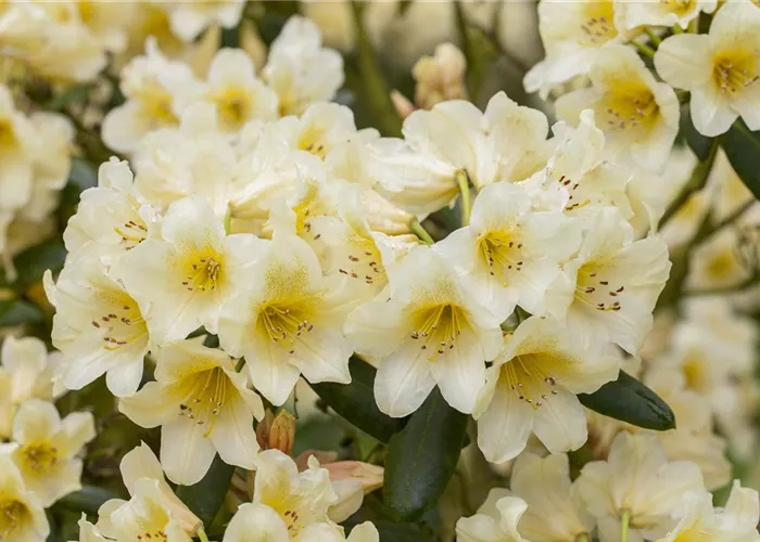 Rhododendron yak. 'Millenium Gold' -R-