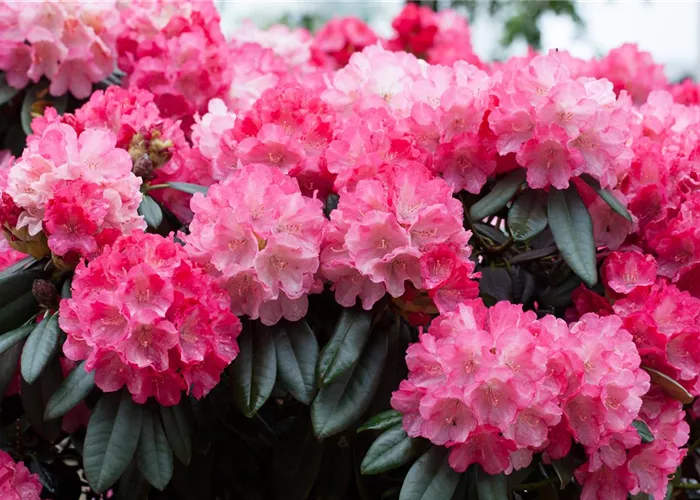 Rhododendron yak. 'Fantastica' I