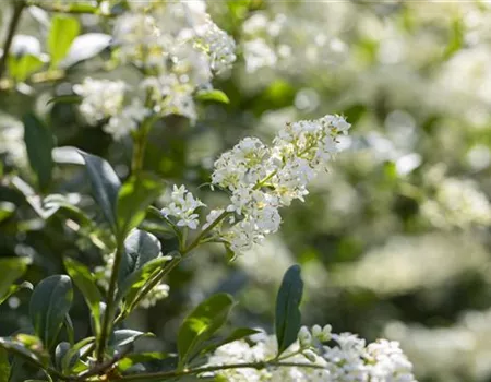 Ligustrum vulgare 'Lodense'