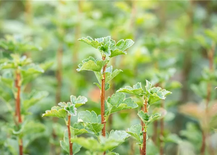Ribes alpinum 'Schmidt'
