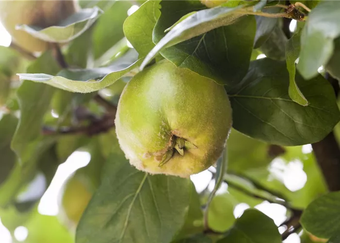 Cydonia 'Cydora Robusta' -S-