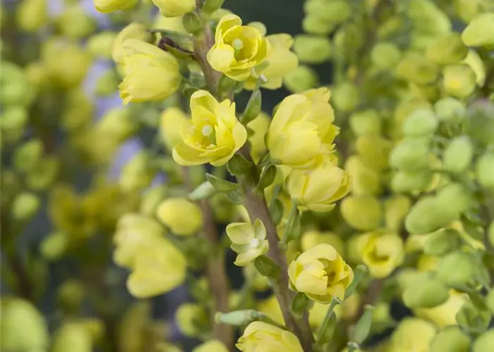 Mahonia media 'Winter Sun'