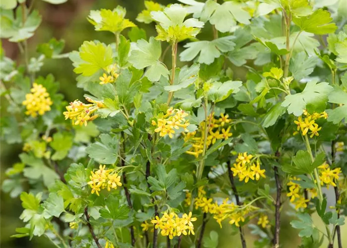 Ribes aureum