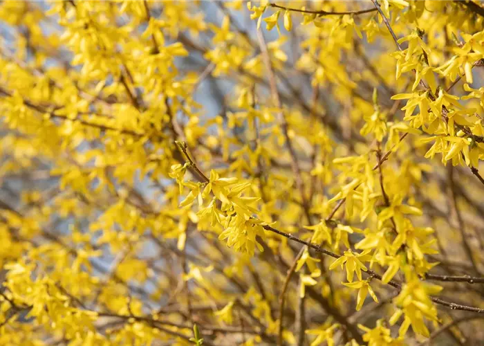 Forsythia intermedia 'Maree d'Or'