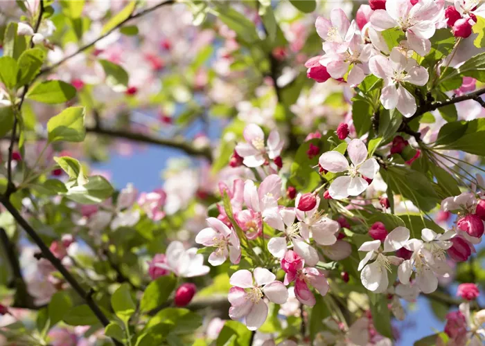 Malus floribunda