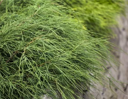 Chamaecyparis pis.'Filifera Nana'