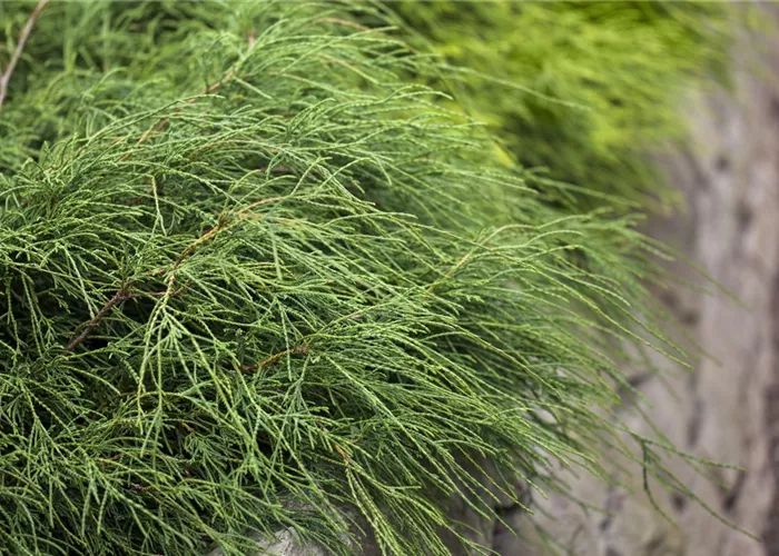 Chamaecyparis pis.'Filifera Nana'