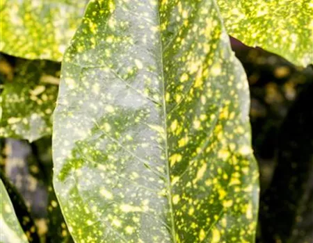 Aucuba japonica 'Variegata'