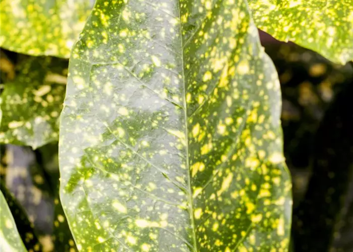 Aucuba japonica 'Variegata'