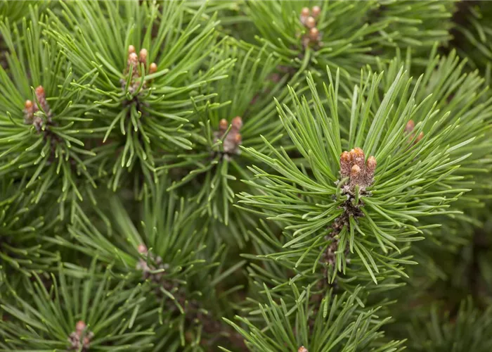 Pinus mugo 'Mops'